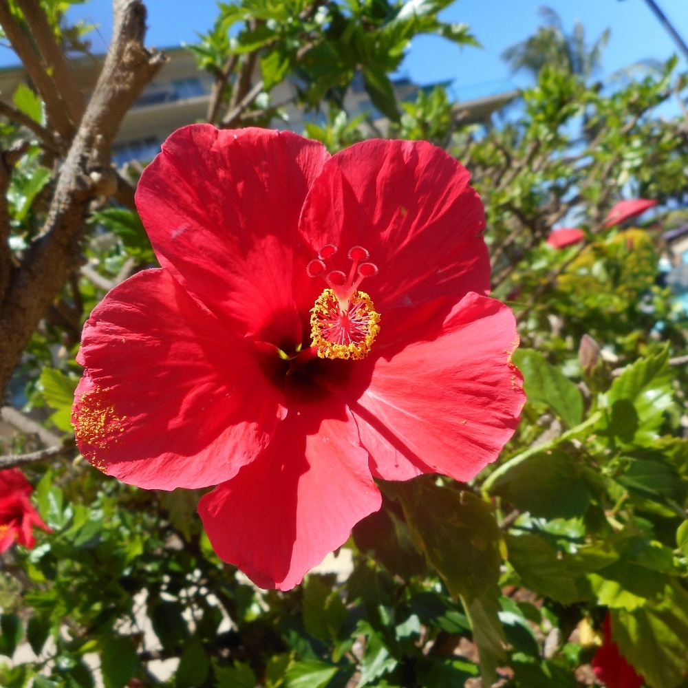 Meet Liliana 😊✨✨🐝